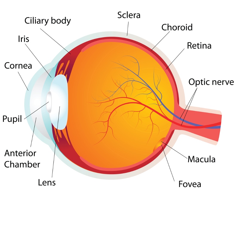 Diagram of the Anatomy of the Eye